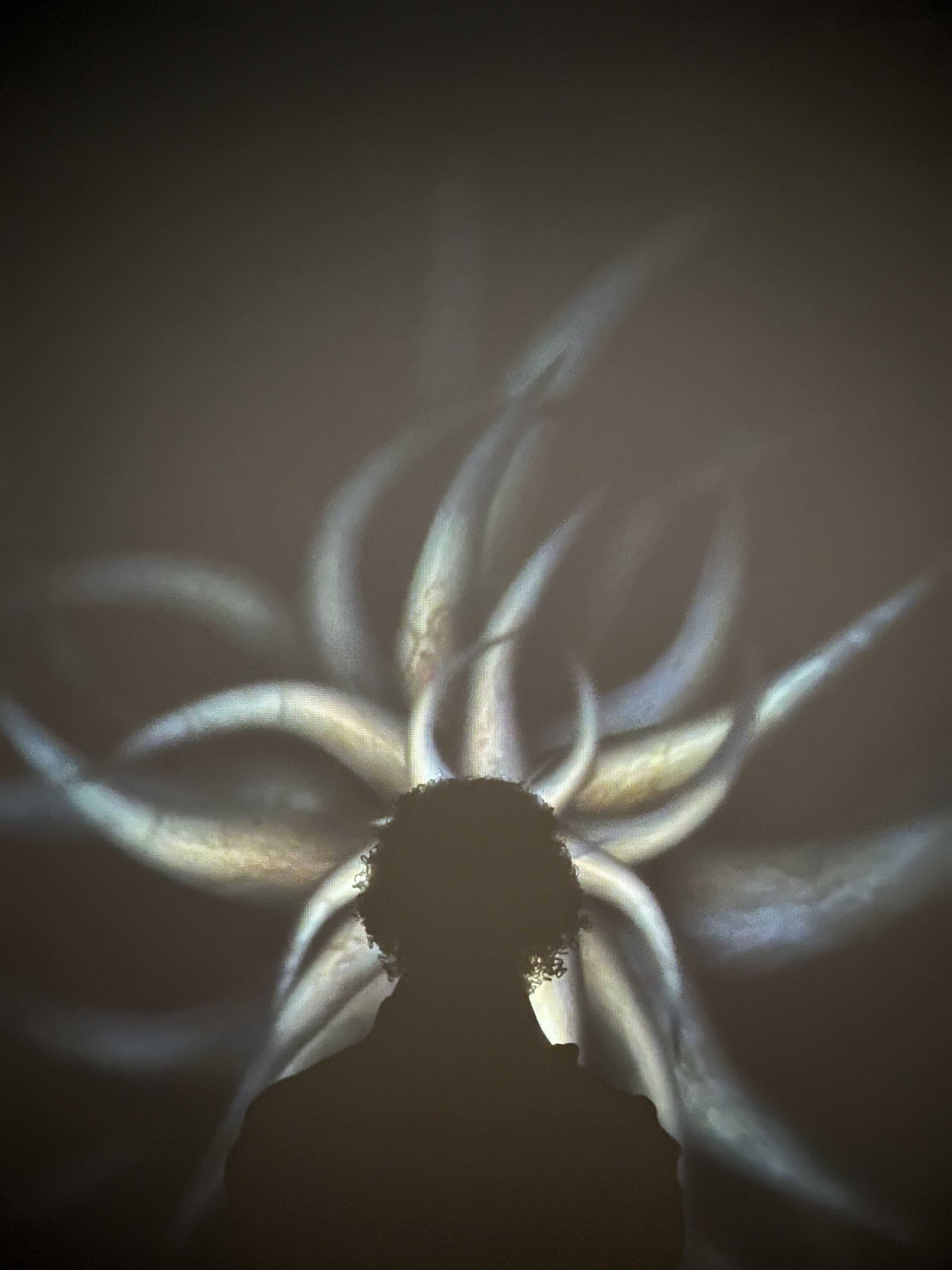 artist-image